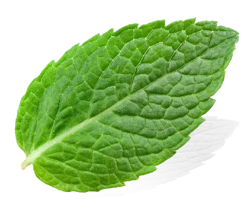 Mint leaf coqtail mixologie moxology